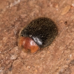 Scymnodes sp. (genus) at Bruce, ACT - 10 Jul 2024