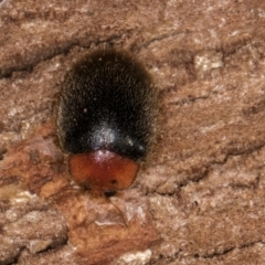 Scymnodes sp. (genus) at Bruce, ACT - 10 Jul 2024