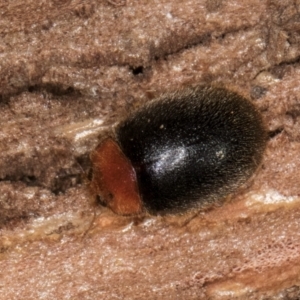 Scymnodes sp. (genus) at Bruce, ACT - 10 Jul 2024 11:04 AM