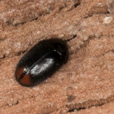 Eurhopalus sp. (genus) (Dermestid beetle) at Bruce, ACT - 10 Jul 2024 by kasiaaus