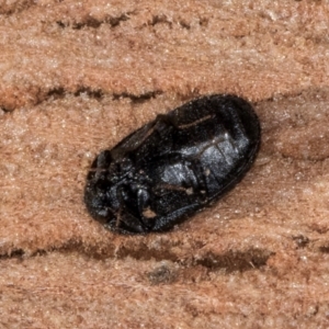 Eurhopalus sp. (genus) at Bruce, ACT - 10 Jul 2024 11:09 AM