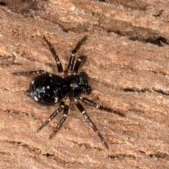 Euryopis splendens (Splendid tick spider) at Bruce, ACT - 10 Jul 2024 by kasiaaus