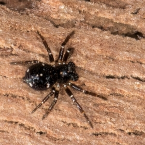 Tharpyna sp. (genus) at Bruce, ACT - 10 Jul 2024 11:10 AM