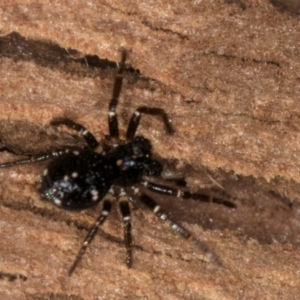 Tharpyna sp. (genus) at Bruce, ACT - 10 Jul 2024 11:10 AM