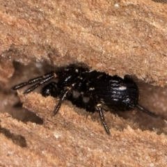 Tharpyna sp. (genus) at Bruce, ACT - 10 Jul 2024 11:10 AM