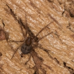 Unverified Spider at Bruce, ACT - 10 Jul 2024 by kasiaaus