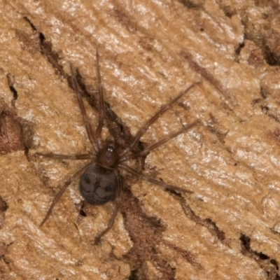 Unidentified Spider (Araneae) at Bruce, ACT - 10 Jul 2024 by kasiaaus