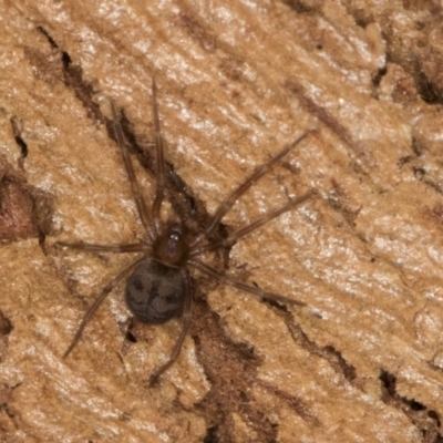Unverified Spider at Bruce, ACT - 10 Jul 2024 by kasiaaus