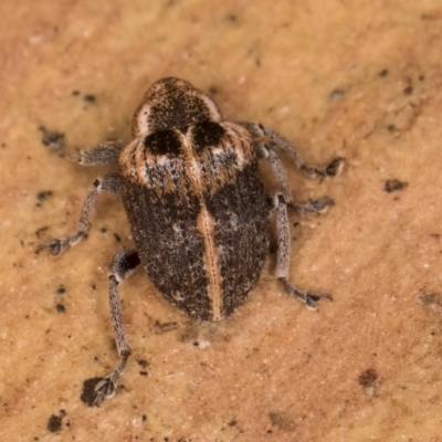 Gerynassa sp. (genus) (Weevil) at Bruce, ACT - 10 Jul 2024 by kasiaaus