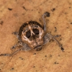 Gerynassa sp. (genus) at Bruce, ACT - 10 Jul 2024 11:14 AM