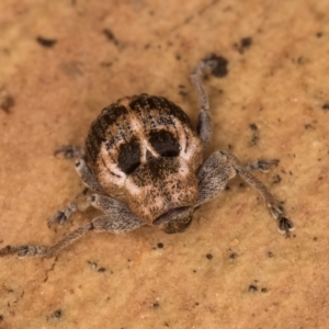 Gerynassa sp. (genus) at Bruce, ACT - 10 Jul 2024