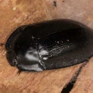 Pterohelaeus striatopunctatus at Bruce, ACT - 10 Jul 2024