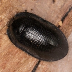 Pterohelaeus striatopunctatus at Bruce, ACT - 10 Jul 2024