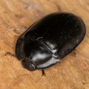 Pterohelaeus striatopunctatus at Bruce, ACT - 10 Jul 2024