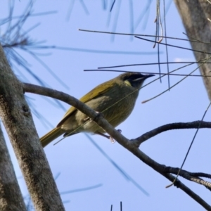 Meliphaga lewinii at Coopernook, NSW - 12 Jun 2024