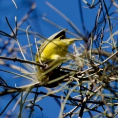 Acanthiza nana (Yellow Thornbill) at Coopernook, NSW - 12 Jun 2024 by KorinneM