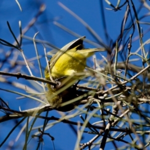 Acanthiza nana at Coopernook, NSW - 12 Jun 2024