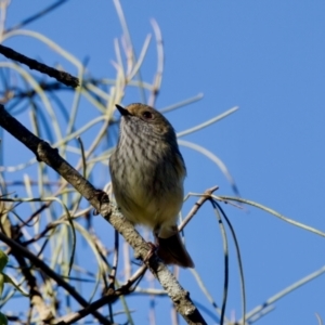 Acanthiza pusilla at Coopernook, NSW - 12 Jun 2024