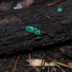 Chlorociboria species (Green Stain Elf Cups) at Dalmeny, NSW - 10 Jul 2024 by Bushrevival