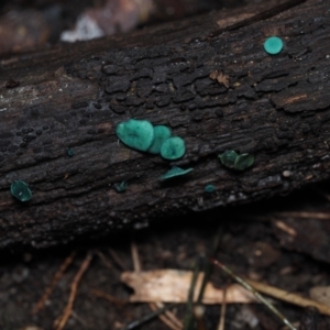 Chlorociboria species at Dalmeny, NSW - 10 Jul 2024