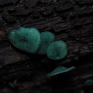 Chlorociboria species at Dalmeny, NSW - 10 Jul 2024