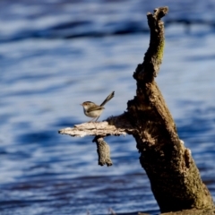 Malurus cyaneus (Superb Fairywren) at Coopernook, NSW - 12 Jun 2024 by KorinneM