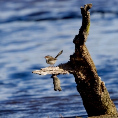 Malurus cyaneus (Superb Fairywren) at Coopernook, NSW - 12 Jun 2024 by KorinneM