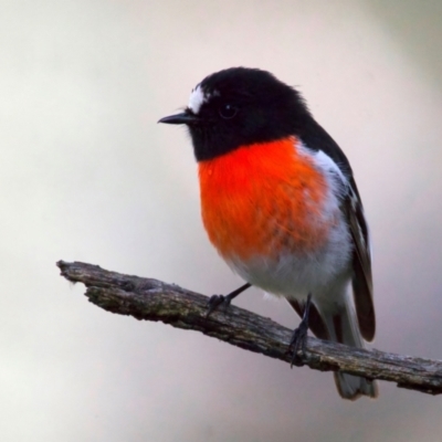 Petroica boodang (Scarlet Robin) at Pialligo, ACT - 10 Jul 2024 by jb2602