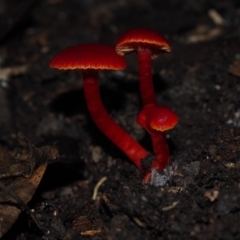 Hygrocybe sp. ‘red’ (A Waxcap) at Dalmeny, NSW - 10 Jul 2024 by Bushrevival