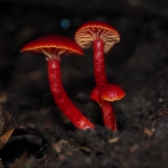 Hygrocybe sp. ‘red’ at Dalmeny, NSW - 10 Jul 2024