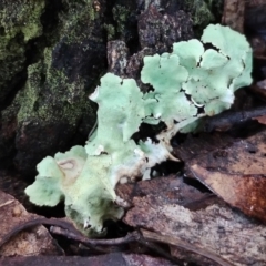 Unidentified Lichen, Moss or other Bryophyte at Bodalla, NSW - 10 Jul 2024 by Teresa