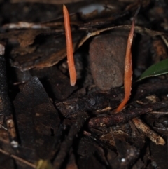 Clavulinopsis sulcata at Dalmeny, NSW - 10 Jul 2024 by Bushrevival