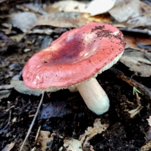 Russula persanguinea at Bodalla, NSW - 10 Jul 2024