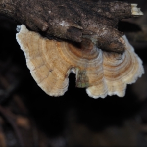 Trametes versicolor at Dalmeny, NSW - 10 Jul 2024 10:47 AM