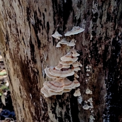 Trametes versicolor (Turkey Tail) at Bodalla, NSW - 10 Jul 2024 by Teresa