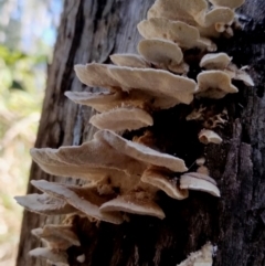 Trametes versicolor at Bodalla, NSW - 10 Jul 2024 11:14 AM