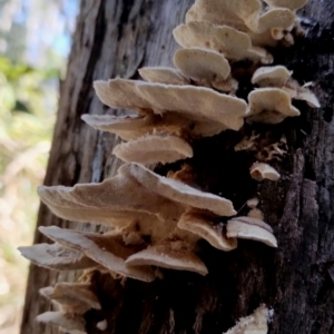 Trametes versicolor at Bodalla, NSW - 10 Jul 2024 11:14 AM