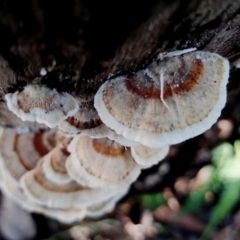 Trametes versicolor at Bodalla, NSW - 10 Jul 2024