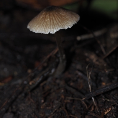 Entoloma sp. at Dalmeny, NSW - 10 Jul 2024 by Bushrevival