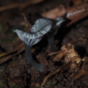 zz agaric (stem; gills white/cream) at Dalmeny, NSW - 10 Jul 2024 11:00 AM