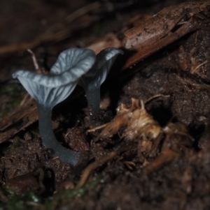 zz agaric (stem; gills white/cream) at Dalmeny, NSW - 10 Jul 2024 11:00 AM