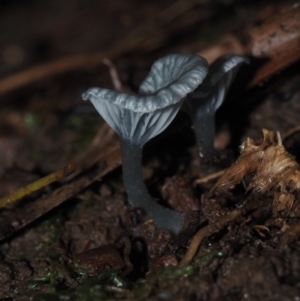 zz agaric (stem; gills white/cream) at Dalmeny, NSW - 10 Jul 2024 11:00 AM