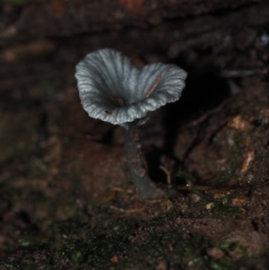 zz agaric (stem; gills white/cream) at Dalmeny, NSW - 10 Jul 2024 11:00 AM