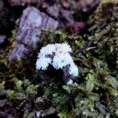 Chromelosporium/Ostracoderma sp. at Bodalla, NSW - 10 Jul 2024 by Teresa