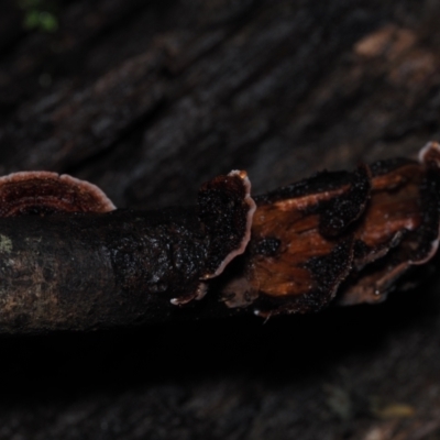 Stereum illudens (Purplish Stereum) at Dalmeny, NSW - 10 Jul 2024 by Bushrevival