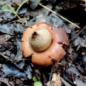 Geastrum sp. at Bodalla, NSW - 10 Jul 2024