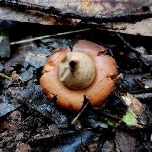 Geastrum sp. at Bodalla, NSW - 10 Jul 2024