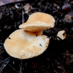 Hydnum repandum at Bodalla, NSW - 10 Jul 2024 10:50 AM