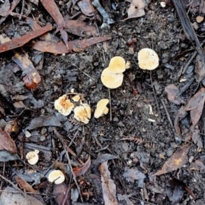 Hydnum repandum at Bodalla, NSW - 10 Jul 2024 10:50 AM