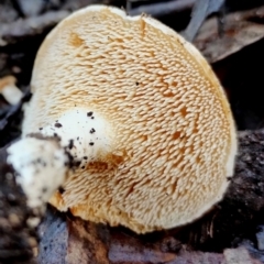 Hydnum repandum at Bodalla, NSW - 10 Jul 2024 10:50 AM